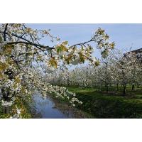 2480_29 Hamburgs Obstanbaugebiet - das Alte Land, Obstbäume in Blüte. | Fruehlingsfotos aus der Hansestadt Hamburg; Vol. 2